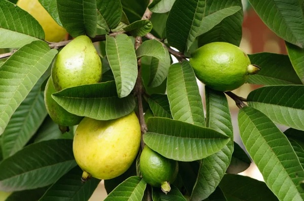 فوائد ورق الجوافة للشعر