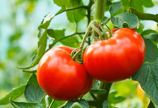 فوائد الطماطم للبشرة