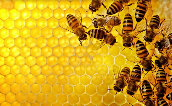 فوائد غذاء ملكة النحل للنساء