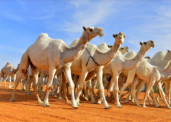 فوائد بول الإبل علميا