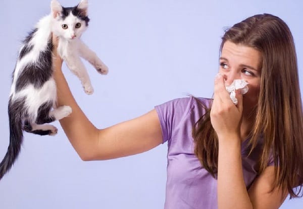 أعراض حساسية القطط